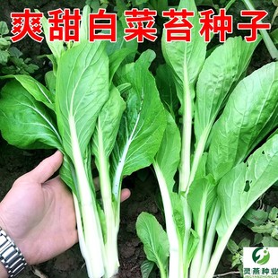 爽甜白菜苔种子早熟快大易种甜脆白菜心种籽夏秋农家菜园蔬菜种孑