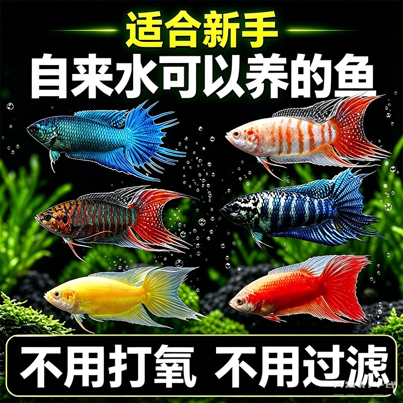 中国斗鱼混养套餐冷水观赏鱼新手小鱼苗免打氧好养耐活自来水招财