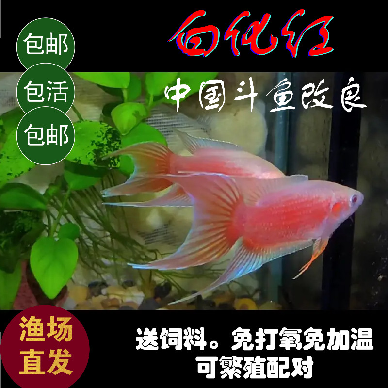 胭脂红中国斗鱼红妃子活鱼冷水小型观赏鱼耐活好养无需打氧懒人鱼
