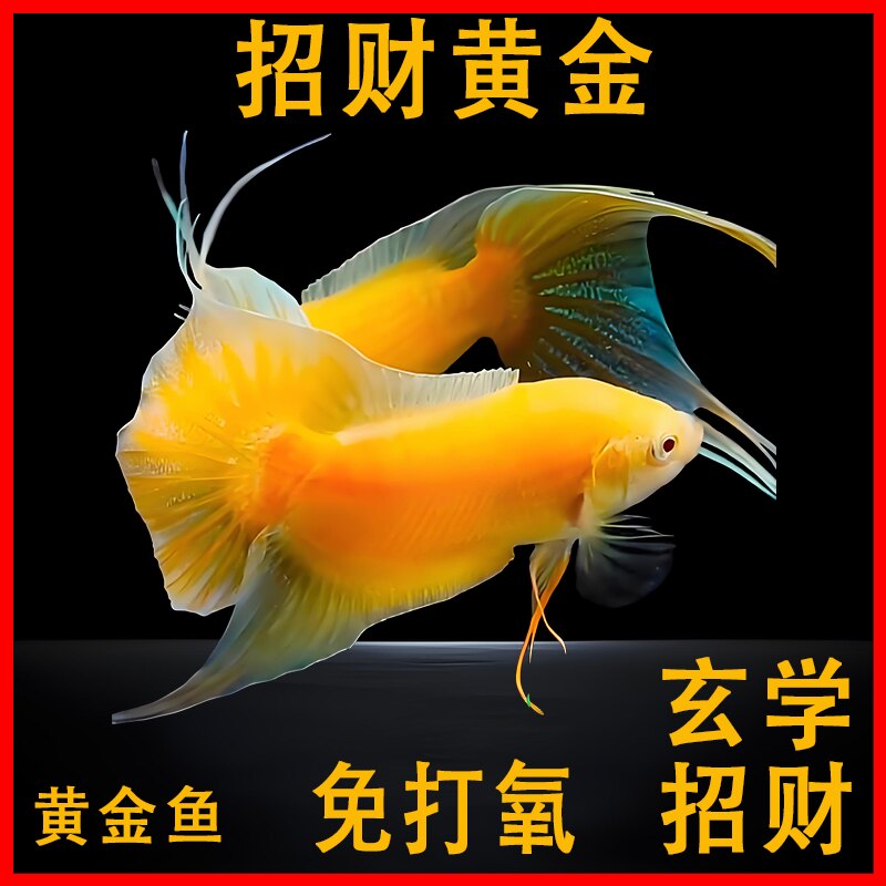 黄金招财鱼中国斗鱼免打氧冷水观赏小鱼好养淡水鱼苗免加温懒人鱼