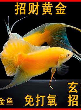 中国斗鱼活体黄金招财玄学