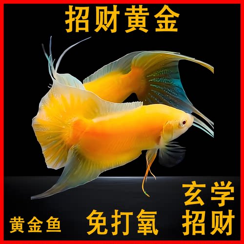 中国斗鱼活体黄金招财玄学
