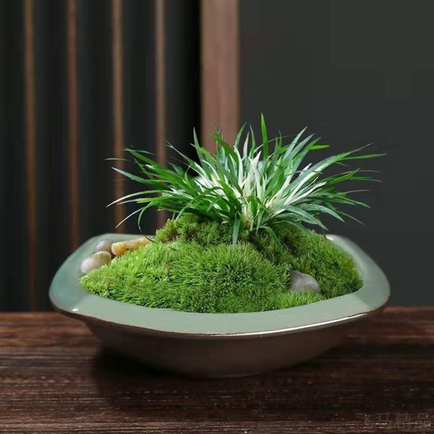 陶瓷盆栽器皿孔水培容器桌面碗莲