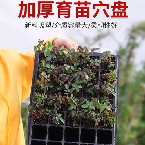 育苗盘穴盘专用玉米西瓜育苗盆