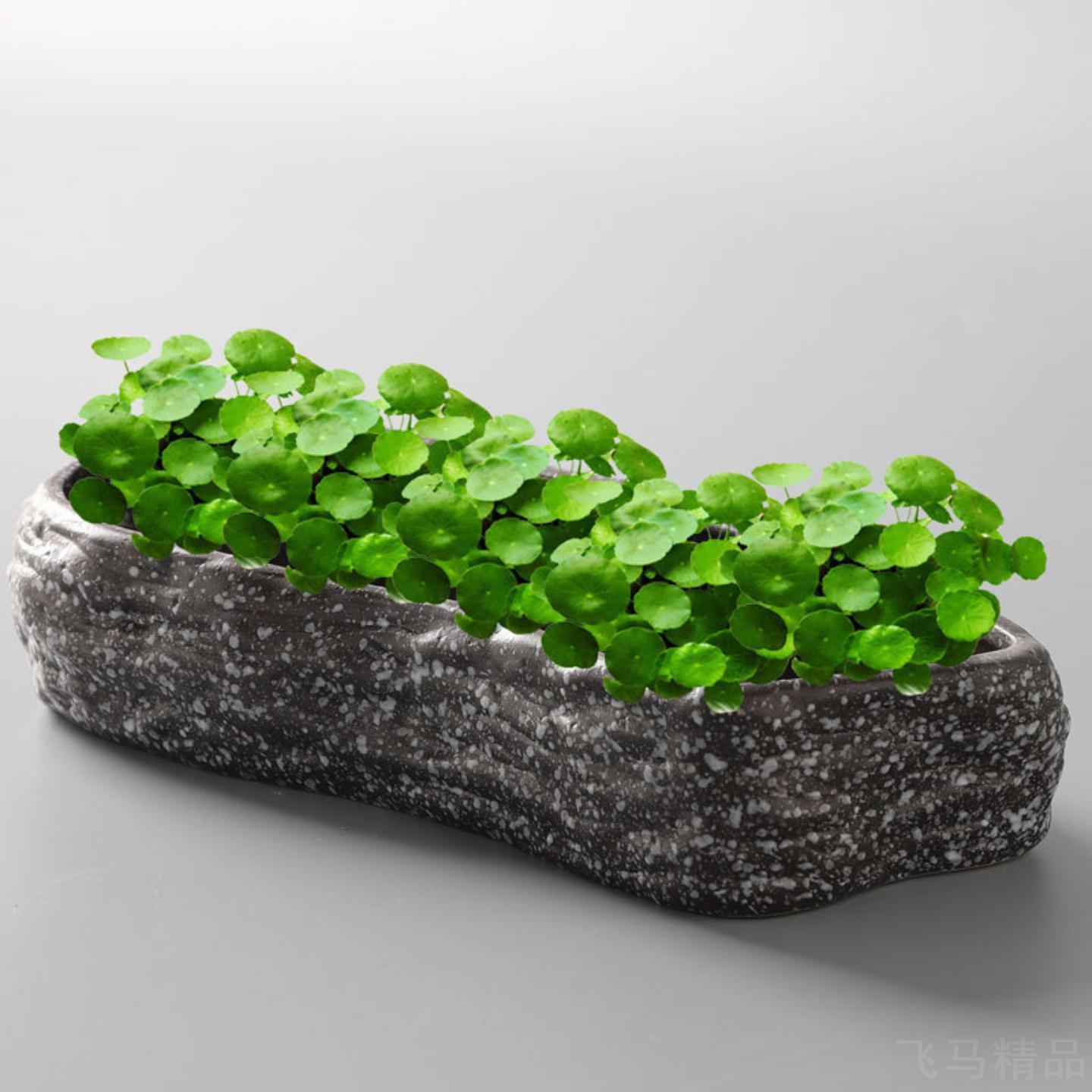 孔水培铜钱草碗莲睡莲水仙专用