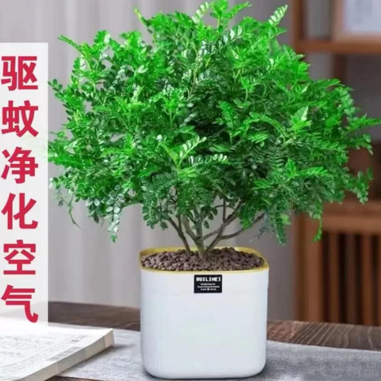 驱蚊驱虫清香胡椒木盆栽绿植|