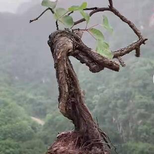 金豆盆景雀梅老桩盆景金弹子树苗黄栌盆景金豆老桩盆景红叶绿植