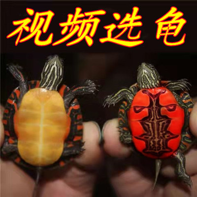 东锦龟苗红腹西锦龟深水龟鱼缸混养小乌龟活物东部锦龟南锦宠物龟