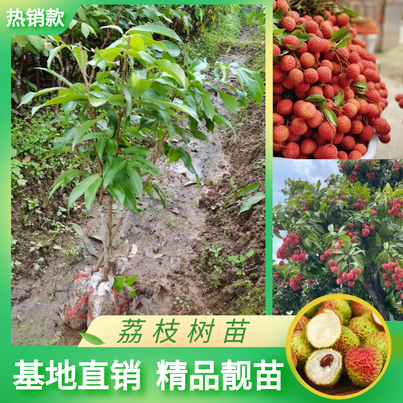 广西荔枝树苗妃子笑嫁接荔枝树苖糯米糍桂味无核南方果树带土带叶
