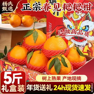 【5斤礼盒装】春见耙耙柑整箱正宗新鲜水果当季四丑粑粑八怪橘子