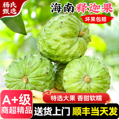 海南三亚凤梨释迦果顺丰新鲜现摘特大水果摩牟尼番荔枝官方旗舰店
