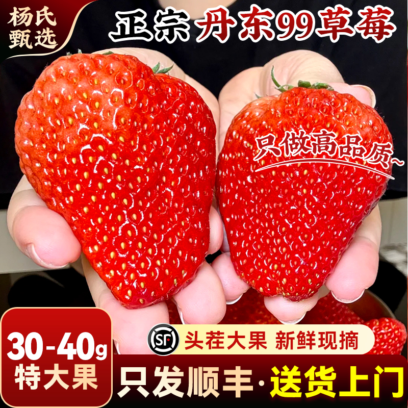 【30-40g】丹东99大草莓新鲜水果九九红颜奶油礼盒牛奶辽宁旗舰店