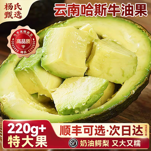 【一级果】云南哈斯牛油果即食鳄梨15个当季新鲜水果孟连国产酪梨