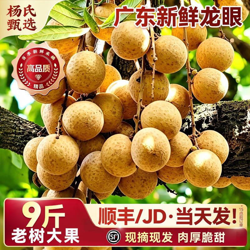 现摘广东茂名龙眼新鲜水果当季特大石硖储良高州桂圆夹甜整箱包邮