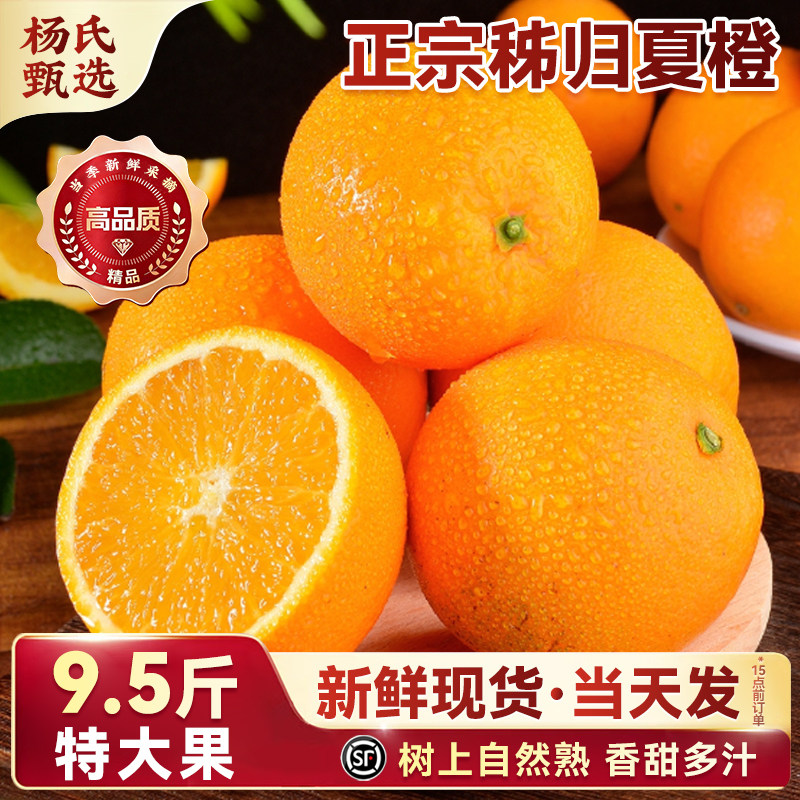 正宗湖北秭归夏橙9斤|香甜多汁