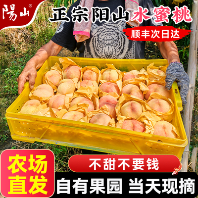 【农场直发】正宗无锡阳山水蜜桃子当季时令水果新鲜湖景顺丰礼盒