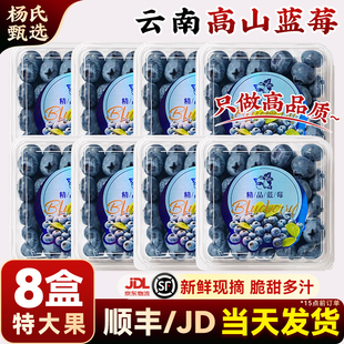 【8盒】云南花香高山蓝莓l25新鲜水果当季整箱现摘怡特大果兰梅颗