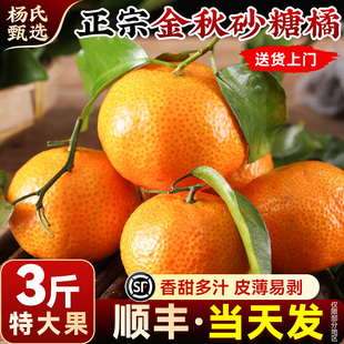 【3斤】正宗金秋砂糖橘新鲜水果应当季时令桔子蜜橘柑橘薄皮整箱