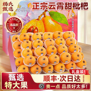 【甄选大果】正宗云霄枇杷鲜果5斤顺丰礼盒新鲜应季水果现摘批把