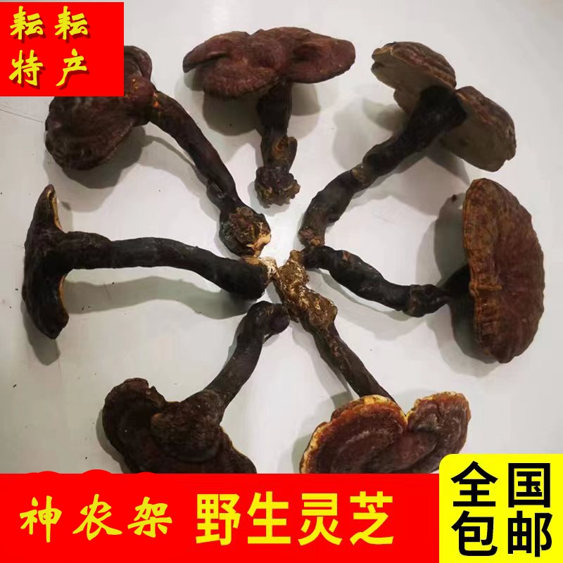 神农架深山自采野生灵芝整枝特级林芝菌野生正品250g天然绿色包邮