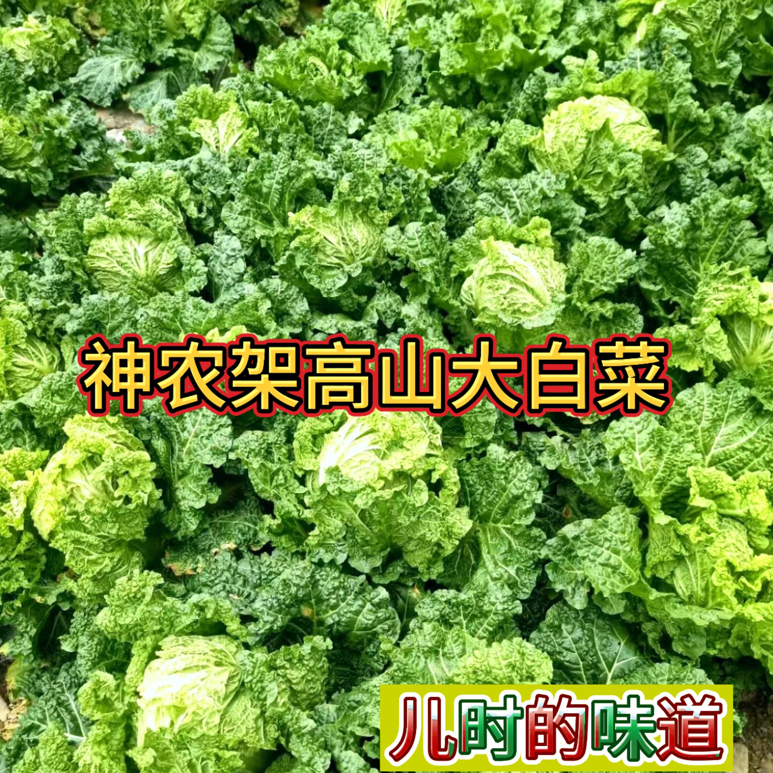 神农架老品种白菜包邮4斤无农药原生态新鲜白菜农家露天高山蔬菜