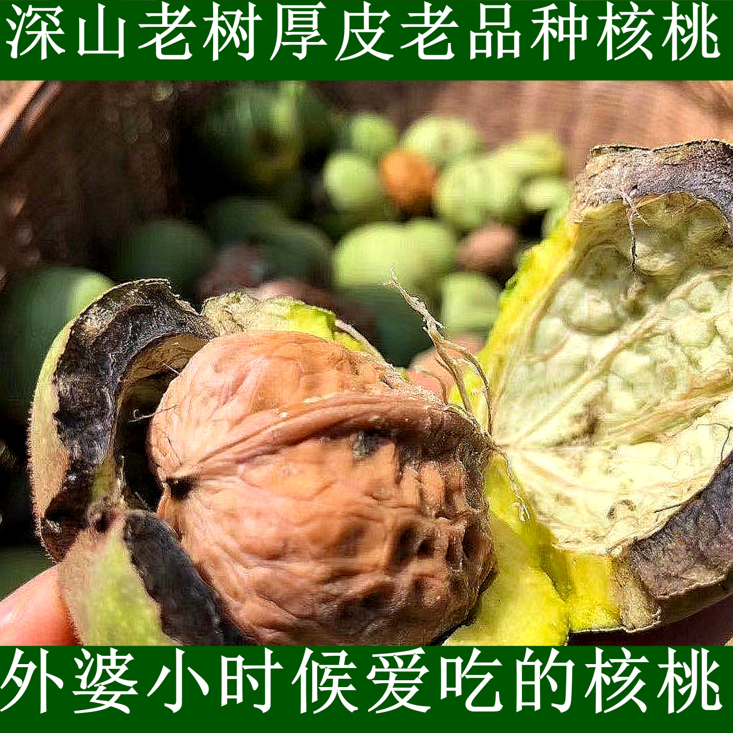 神农架深山野生厚皮核桃