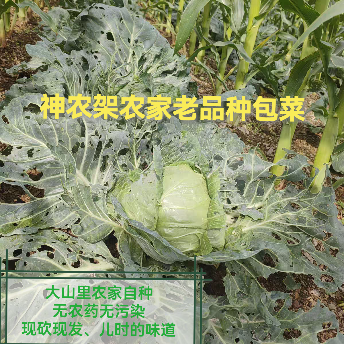 高山农家现摘新鲜包菜自种包心菜当季扁包菜绿甘蓝卷心青菜6斤
