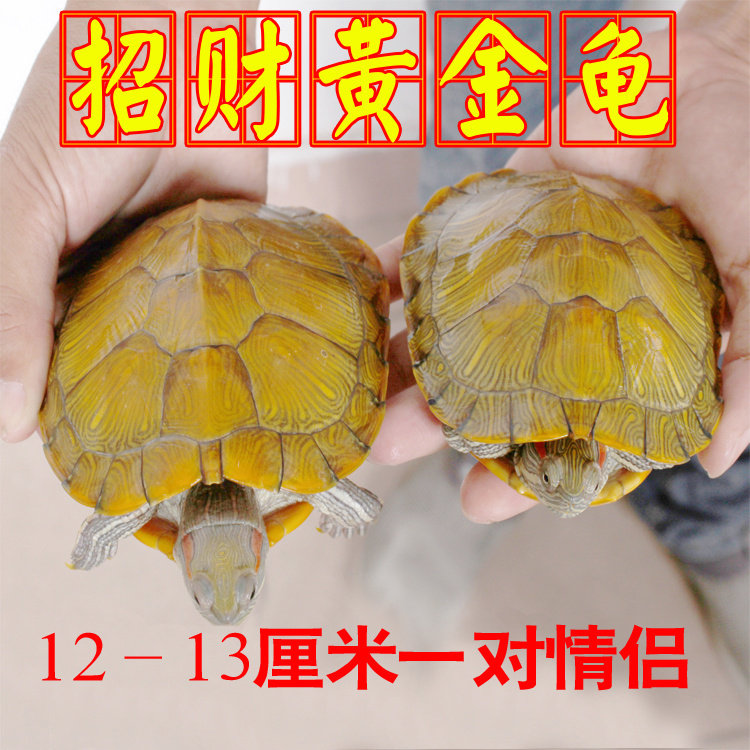 黄金龟小乌龟活物乌龟活体小宠龟龟/鳖
