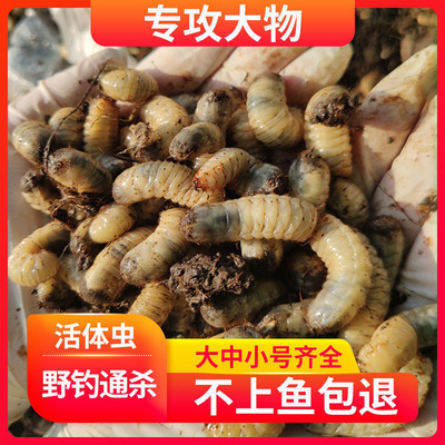 蛴螬活虫老母虫大白虫鱼饵黑坑野钓大鱼专用钓鱼钓鲤鱼宠物饲养