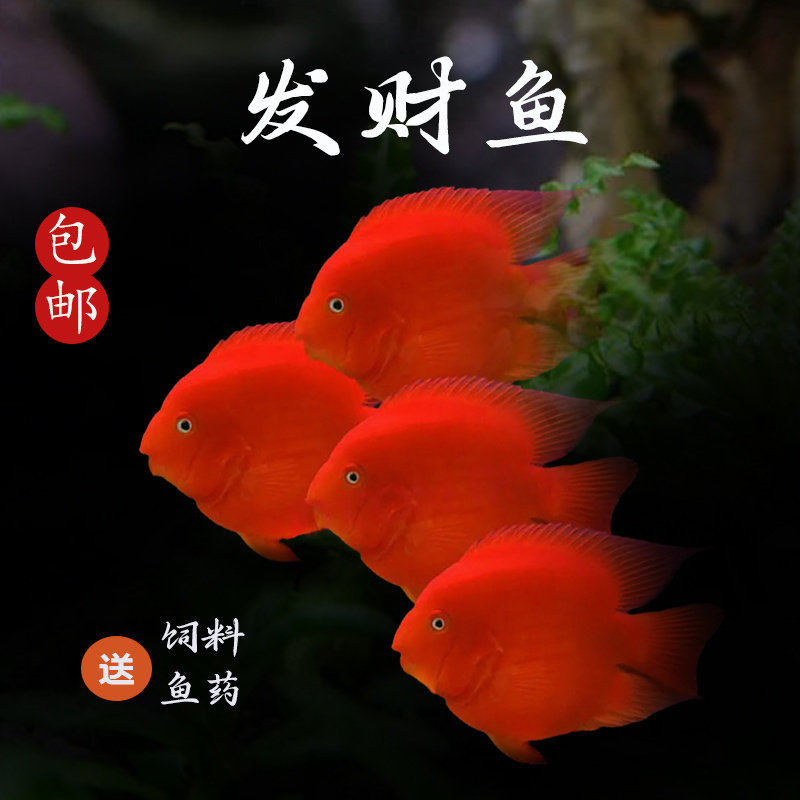 血红鹦鹉鱼活体招财猫热带银龙鱼鱼