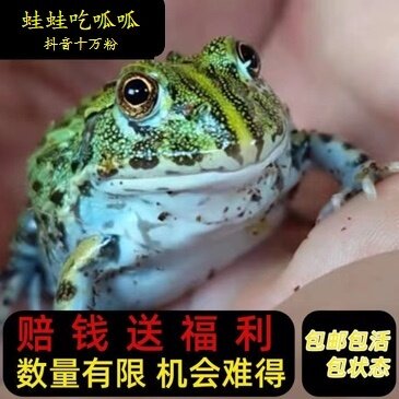 非牛非洲牛蛙苗子钟角大头精品通特色爬宠/鸣虫