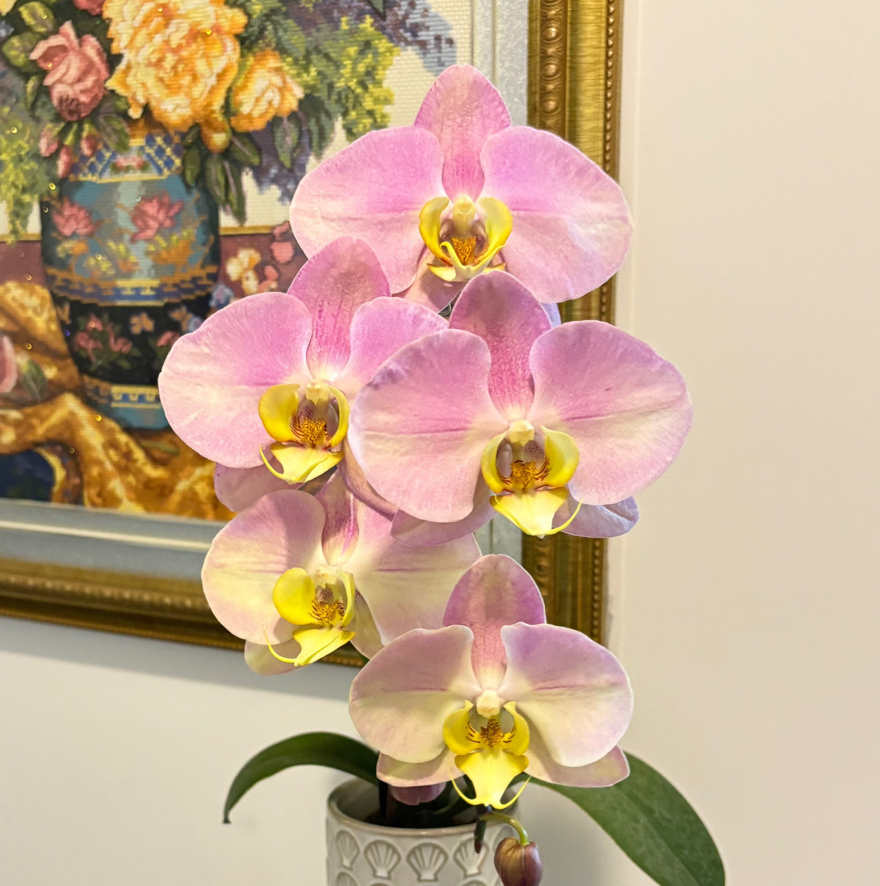 阿布园艺蝴蝶兰网红款【金车蜜桃砂糖橘云朵】花苞株开花正版包邮,鲜花速递/花卉仿真/绿植园艺,国兰/杂交兰/洋兰类,淘宝优惠券,粉丝福利购,淘宝优惠卷