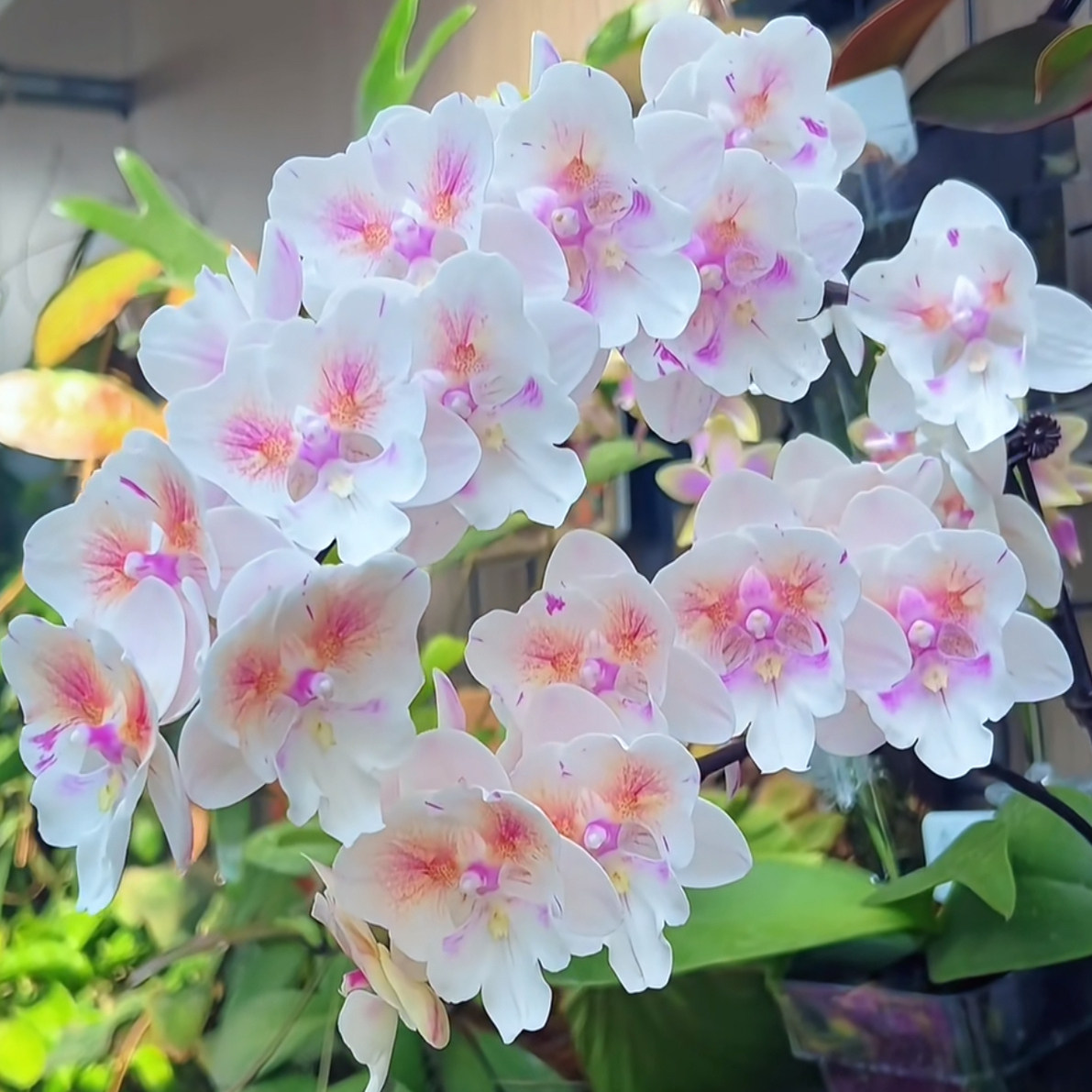 阿布园艺 台湾珍奇类蝴蝶兰变异品种 施华洛大婚纱第一名两眼绿植