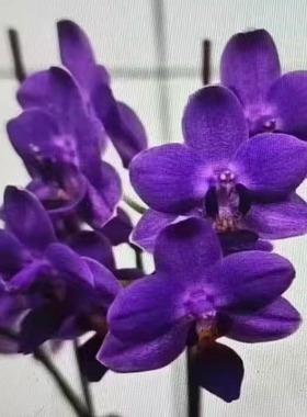 【SHE177 蓝色妖姬】2.5寸 花苗 台湾珍奇品种蝴蝶兰  顺丰包邮