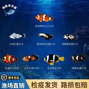 海水鱼观赏鱼宿务公子小丑鱼金透红小丑鱼黄双带熊猫公子礼服海缸