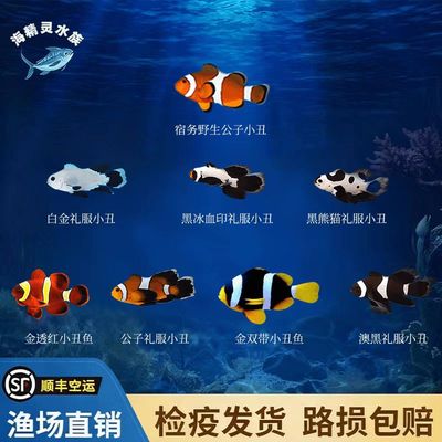 海水鱼观赏鱼宿务公子小丑金透红