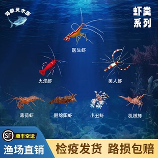 医生虾火焰虾假绵羊虾美人虾小丑虾薄荷虾机械虾清洁虾吃藻功能虾