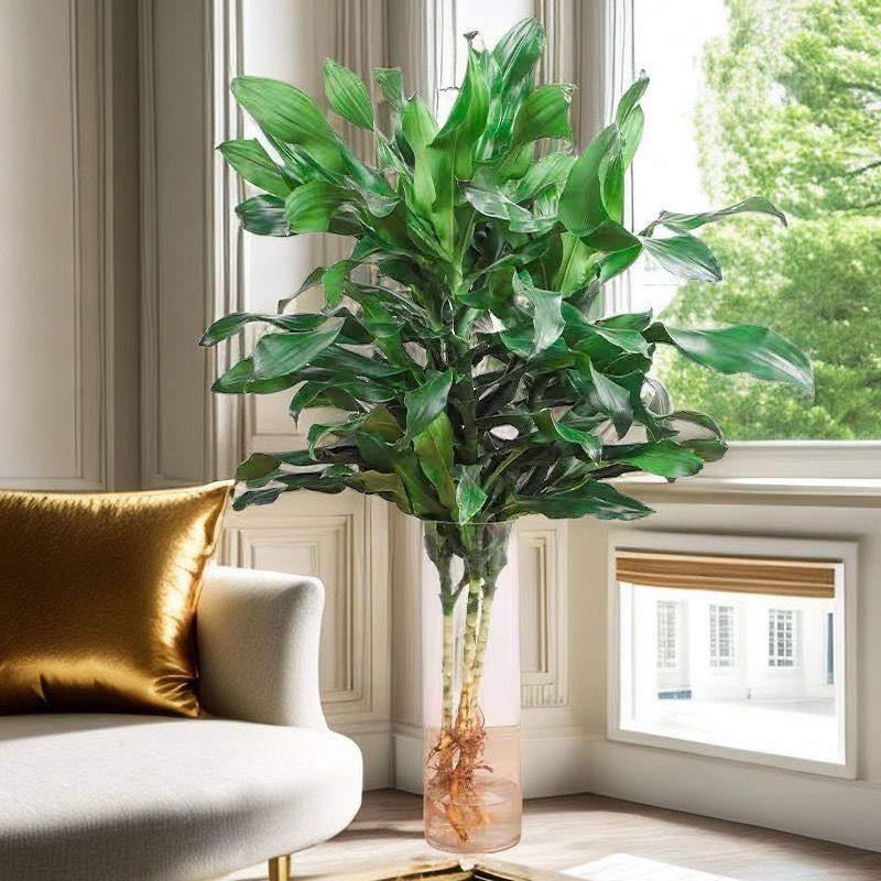 【驱蚊】净化空气螺纹铁水培花卉四季常青室内水养大植物招财盆栽,鲜花速递/花卉仿真/绿植园艺,绿植,淘宝优惠券,粉丝福利购,淘宝优惠卷