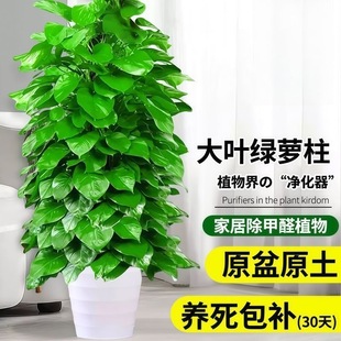大叶绿萝柱室内办公客厅开业乔迁新居盆栽大型植物除甲醛四季 好养