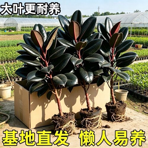 黑金刚橡皮树盆栽家庭室内客厅四季长青花卉净化空气绿色观叶植物