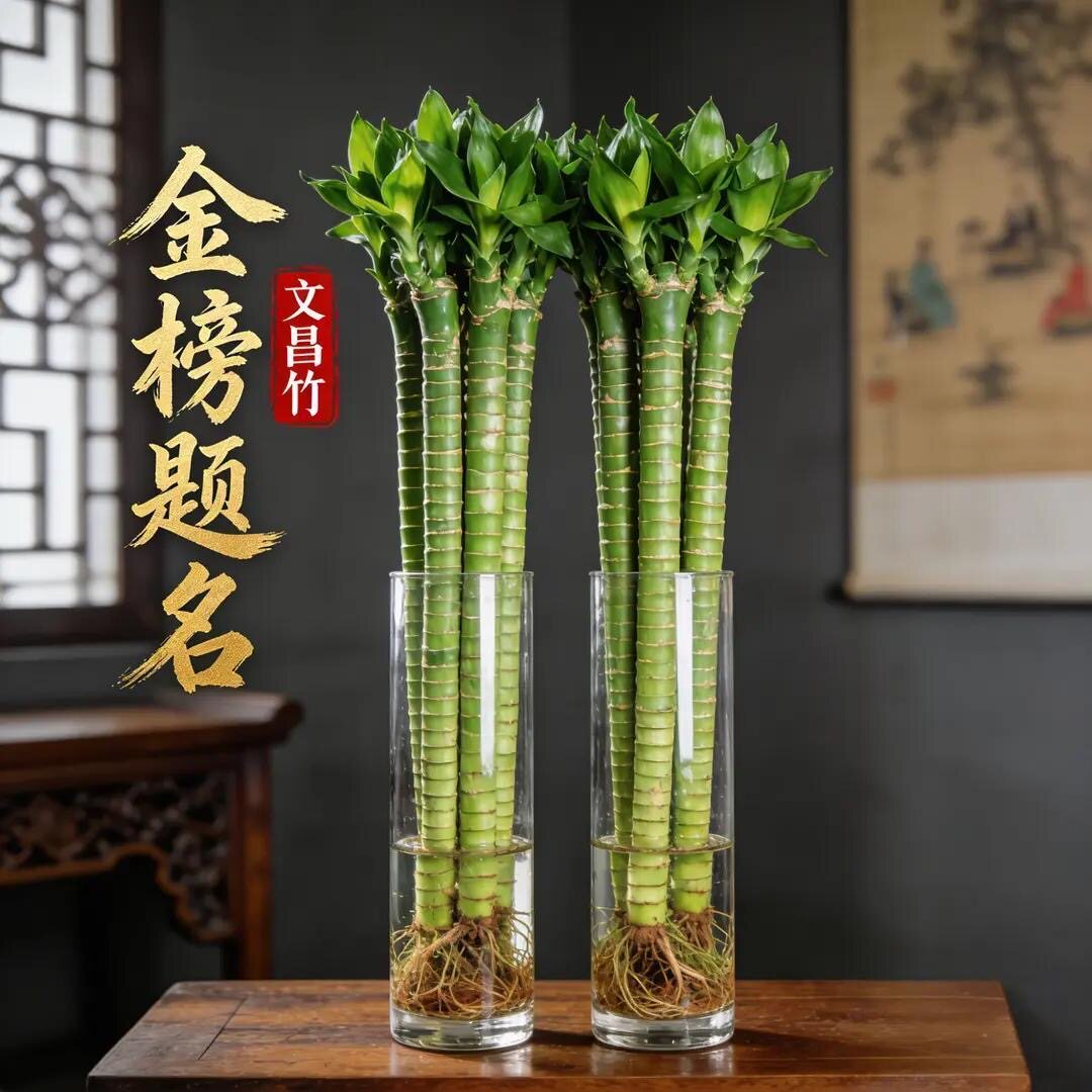 水培龙竹带根室内水养植物盆栽花卉懒人绿植好养富贵竹大型文昌竹
