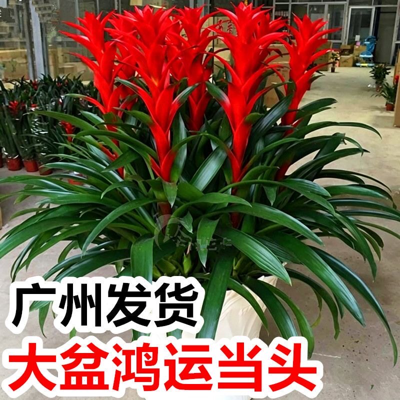 鸿运当头盆栽带花卉苗客厅室内大型绿植物大盆景真花送礼开业摆件