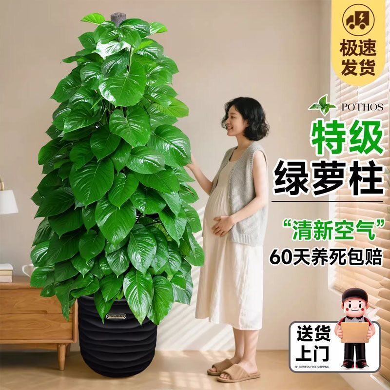 大叶绿萝柱室内办公客厅开业乔迁新居盆栽大型植物除甲醛四季好养