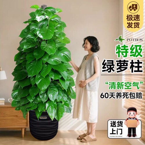 大叶绿萝柱室内办公客厅开业乔迁新居盆栽大型植物除甲醛四季好养