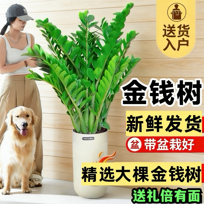金钱树大棵招财摆件客厅落地装饰乔迁开业送亲戚长辈同事客户正宗