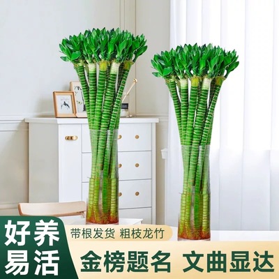 水培龙竹带根室内水养植物盆栽花卉懒人绿植好养富贵竹大型文昌竹