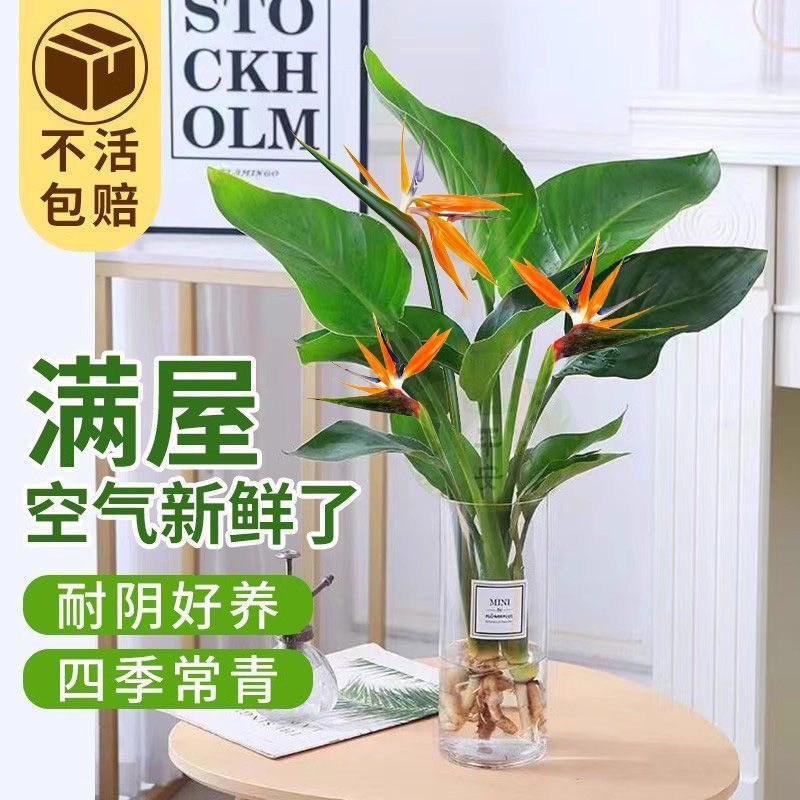 水培植物水养天堂鸟大绿植室内盆栽四季常青绿植鹤望兰阳台花卉