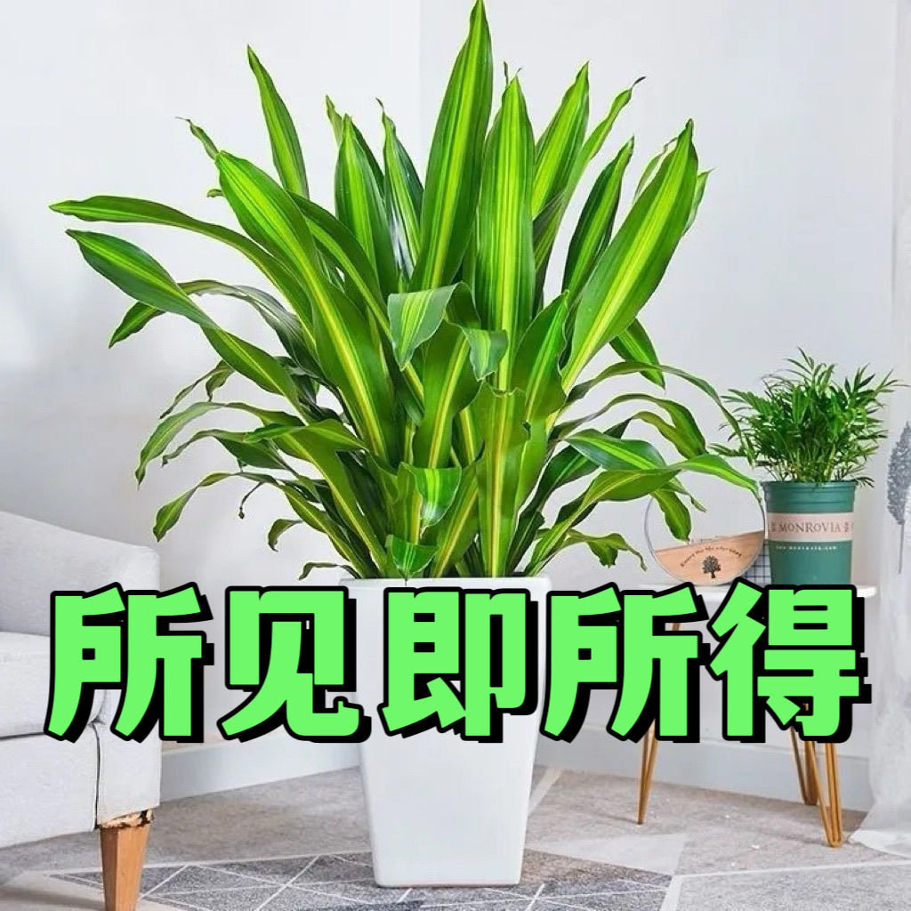 金心也门铁发财树盆栽办公净化空气香龙血树水培懒人客厅绿植室内