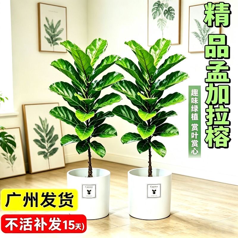大粗杆孟加拉榕树独杆棒棒糖客厅盆栽大绿植办公室好养发财树植物