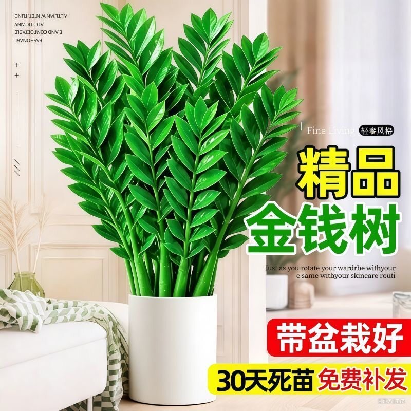 大盆金钱树盆栽客厅摆件好养植物招财树办公室大型绿植开业装饰品
